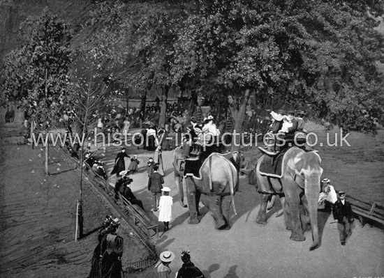Elephant Rides, Zoological Gardens, London. c.1890's